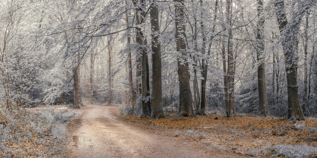 Trees with white leaves