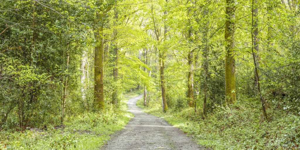 the green forest