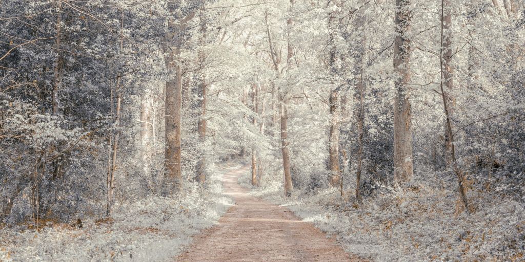 A path through a green forest