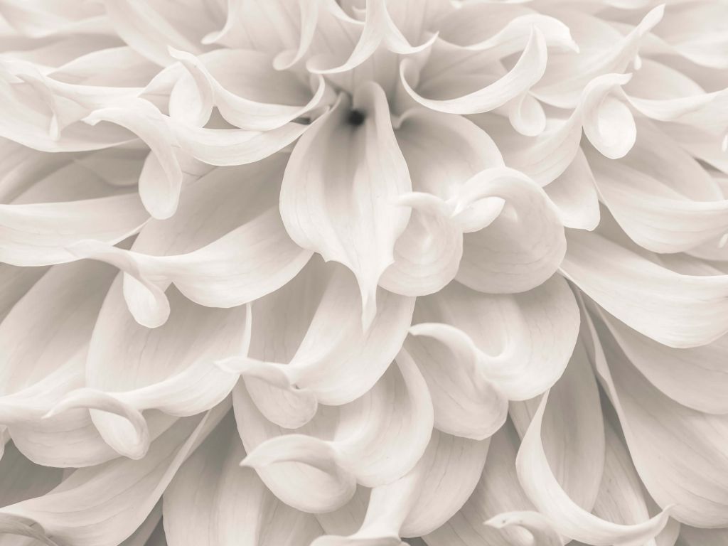 Close-up of Dahlia flower