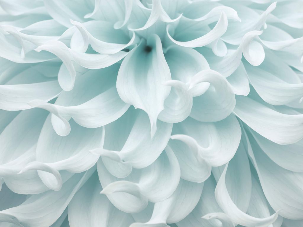 Light colored dahlia