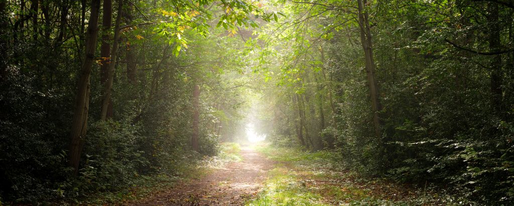 Path through misty forest