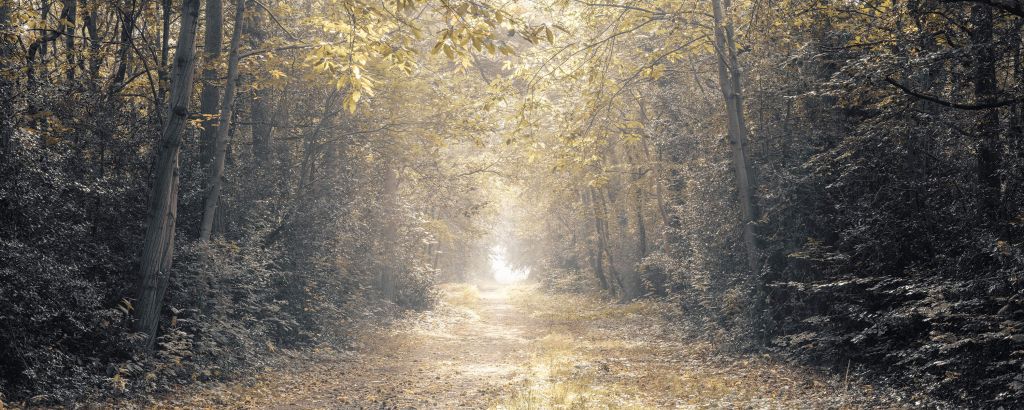 Path through a deserted forest