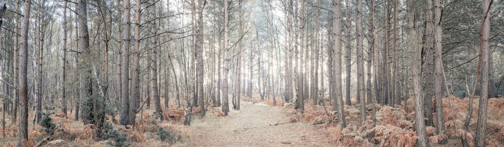 Sand path through forest