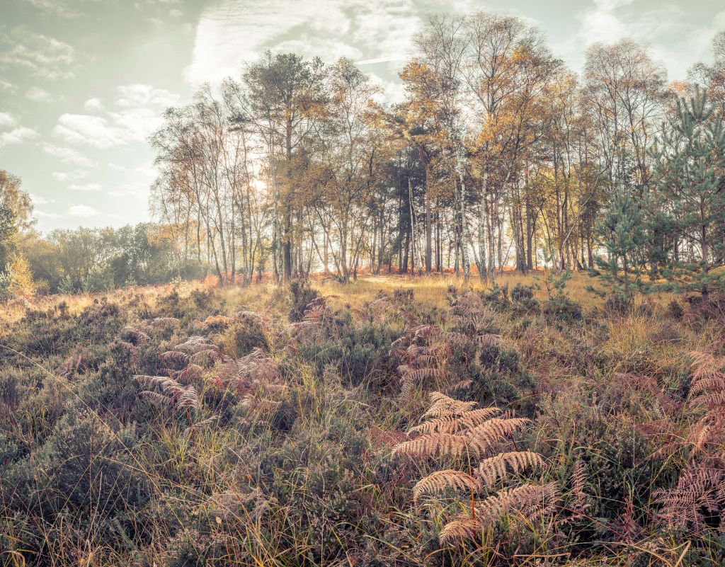 Forest in the morning