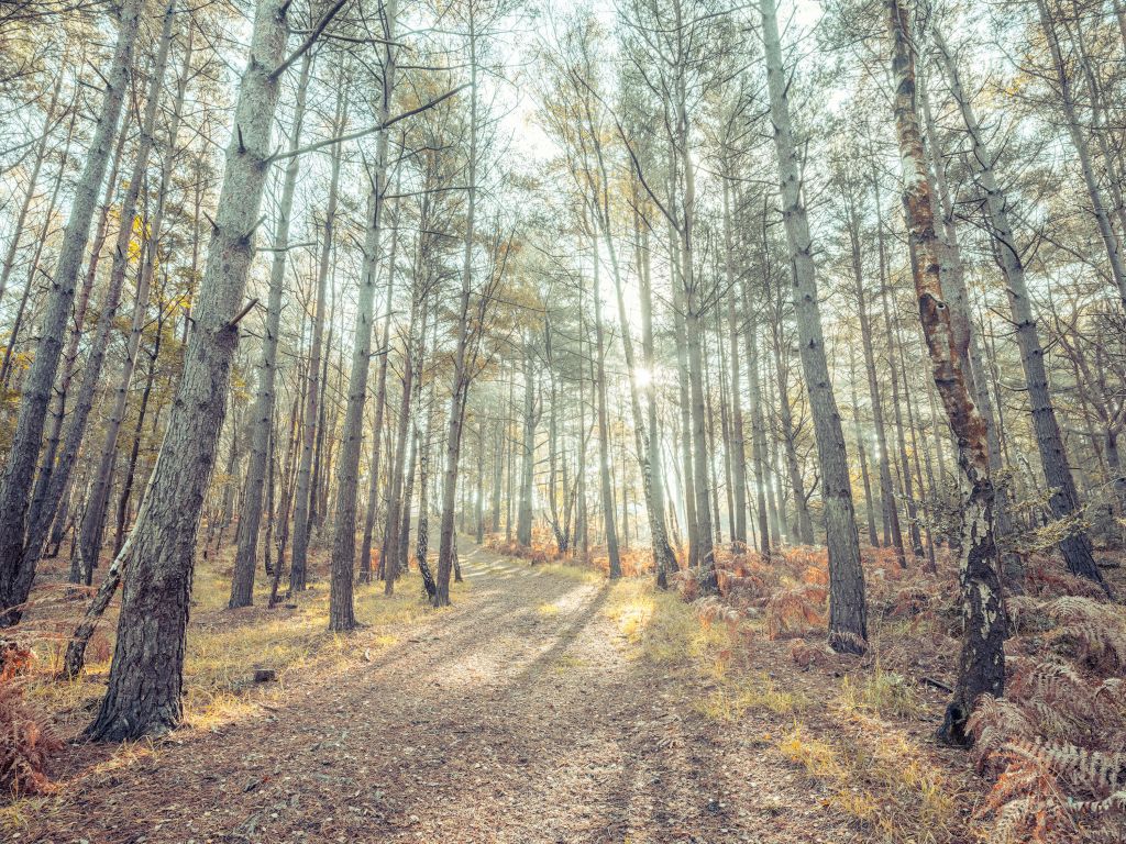 Path through sunny forest