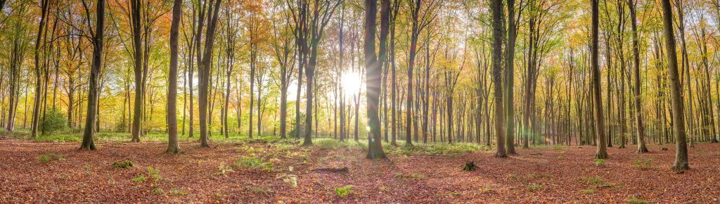 Sunlight through autumn forest