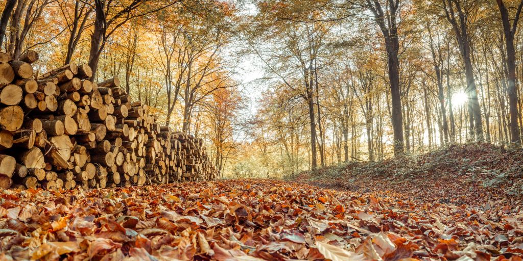 Tree trunks in autumn forest