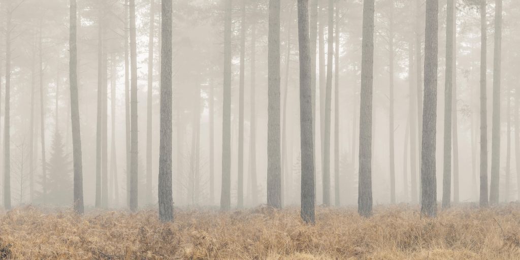 Misty mysterious forest