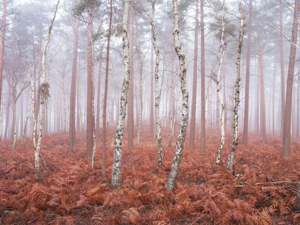 Deserted foggy forest