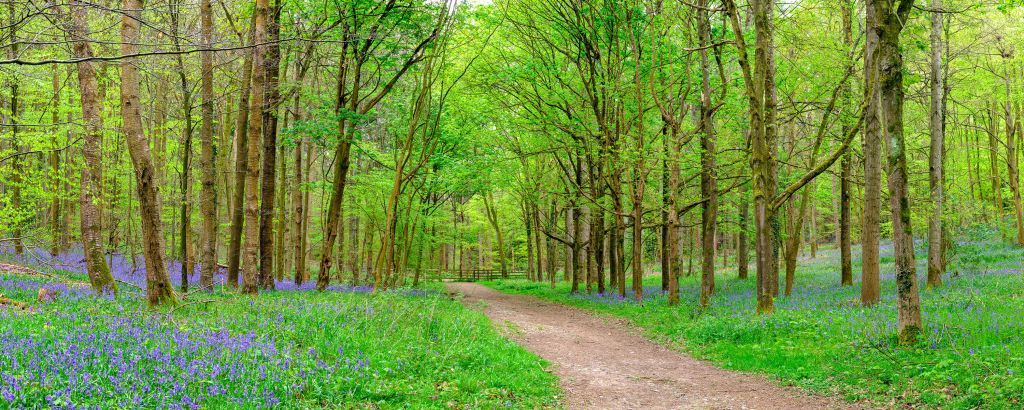 Forest road