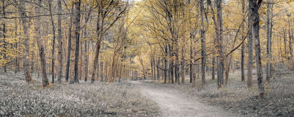 Forest road during autumn