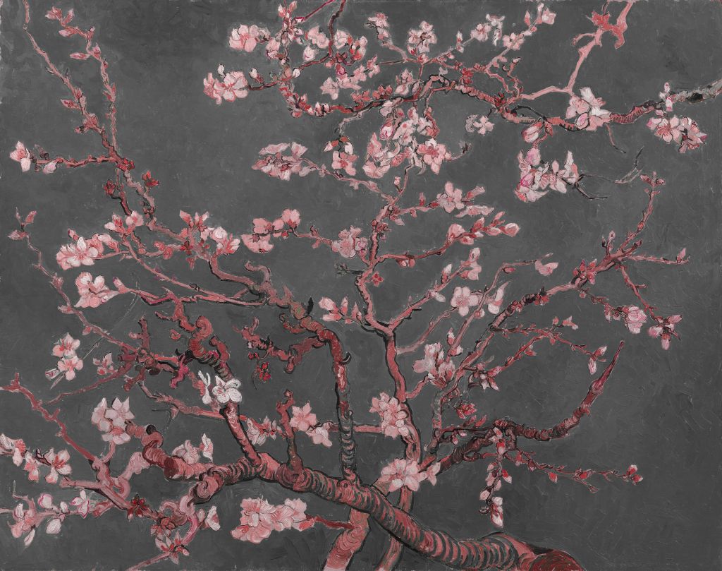 Almond Blossom with a Red Hue