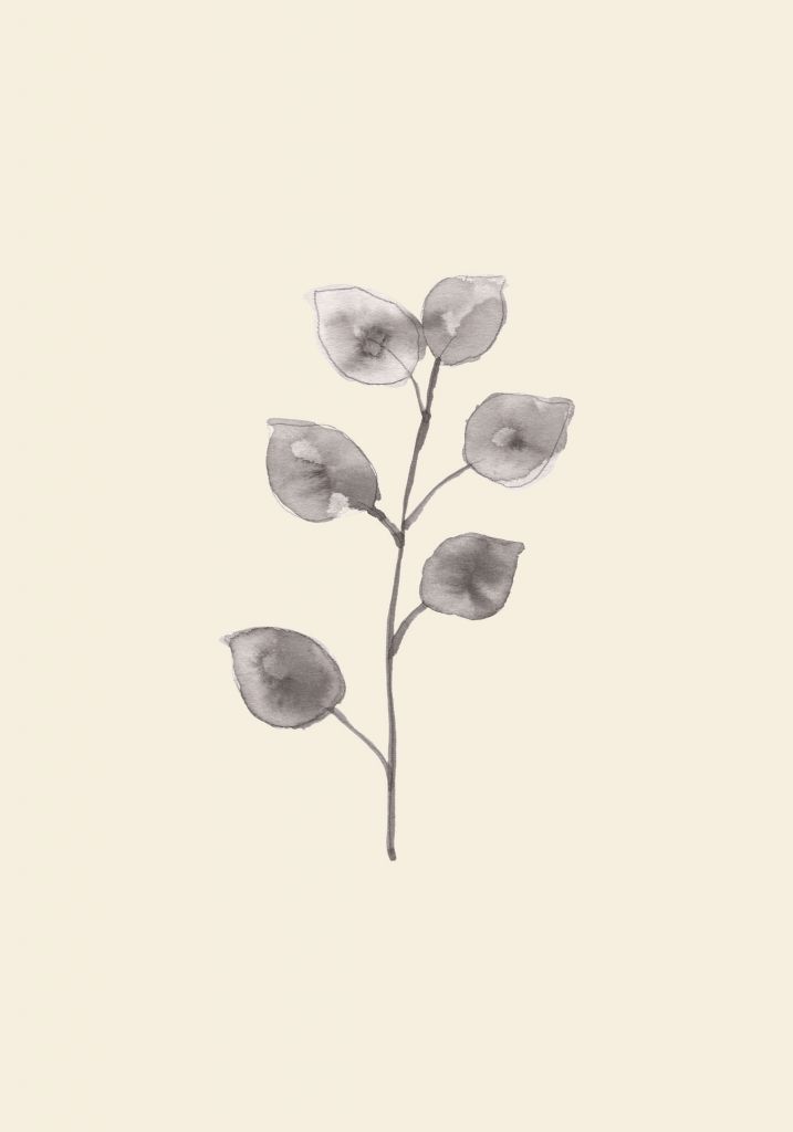 Eucalyptus Twig