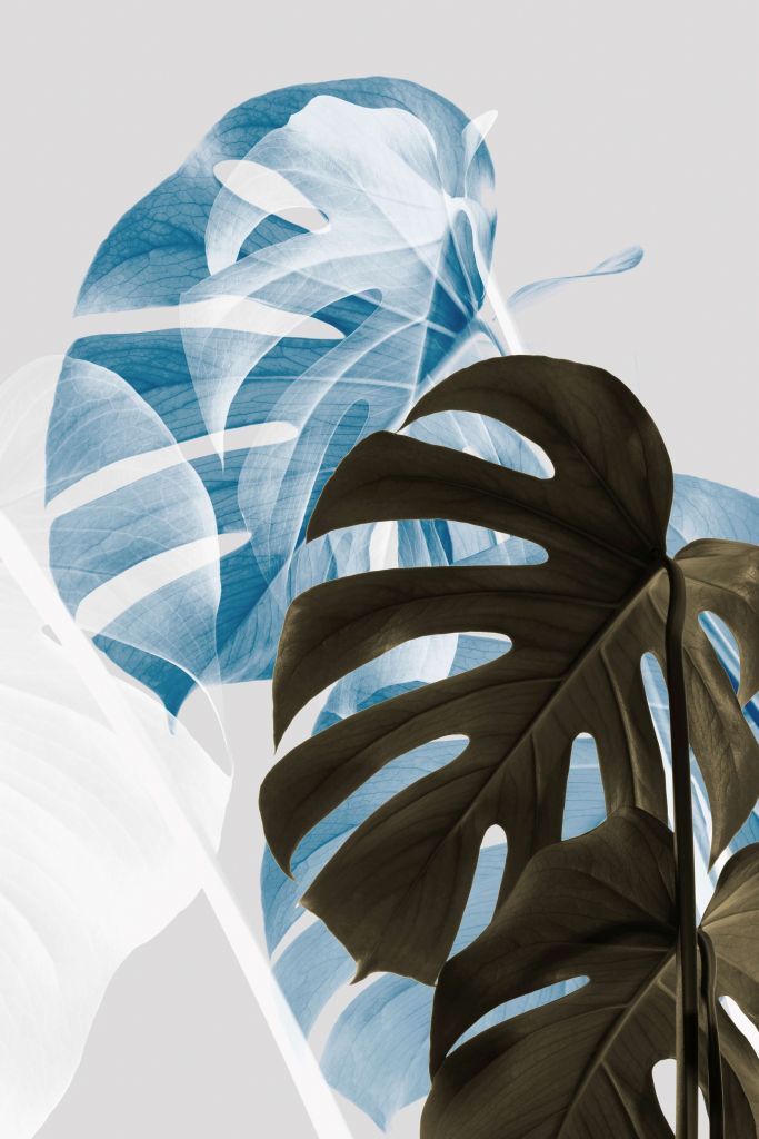 Monstera Creative 02