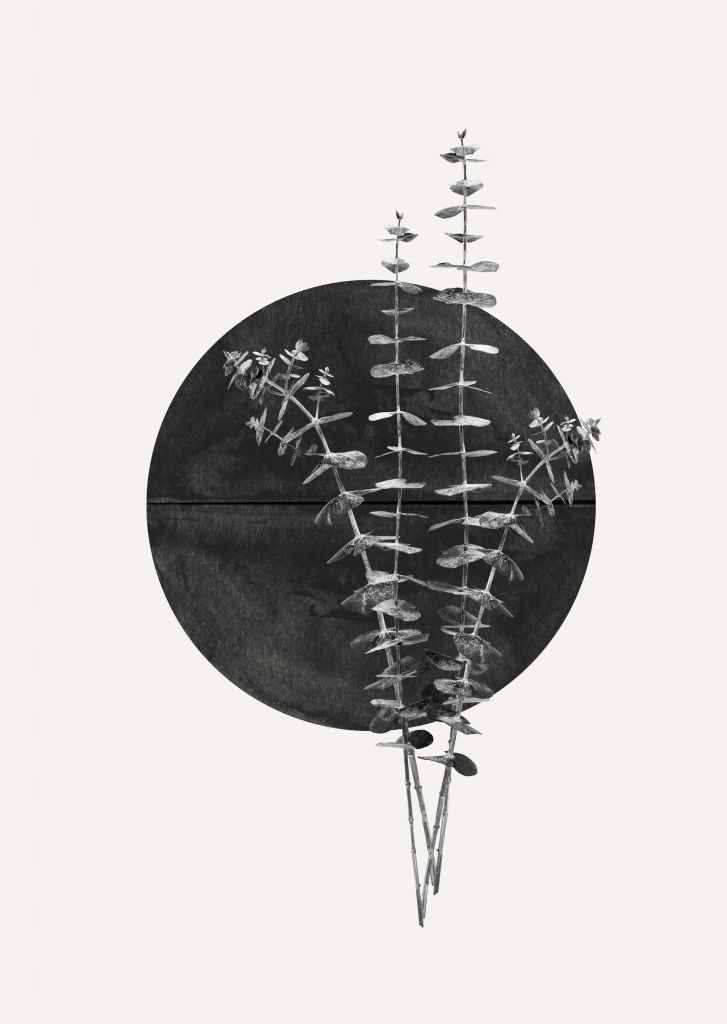 Zwarte zon met eucalyptus takken. 