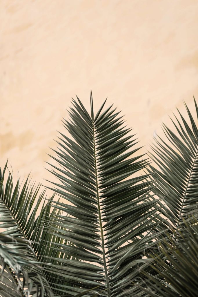 Palm leaves and wall
