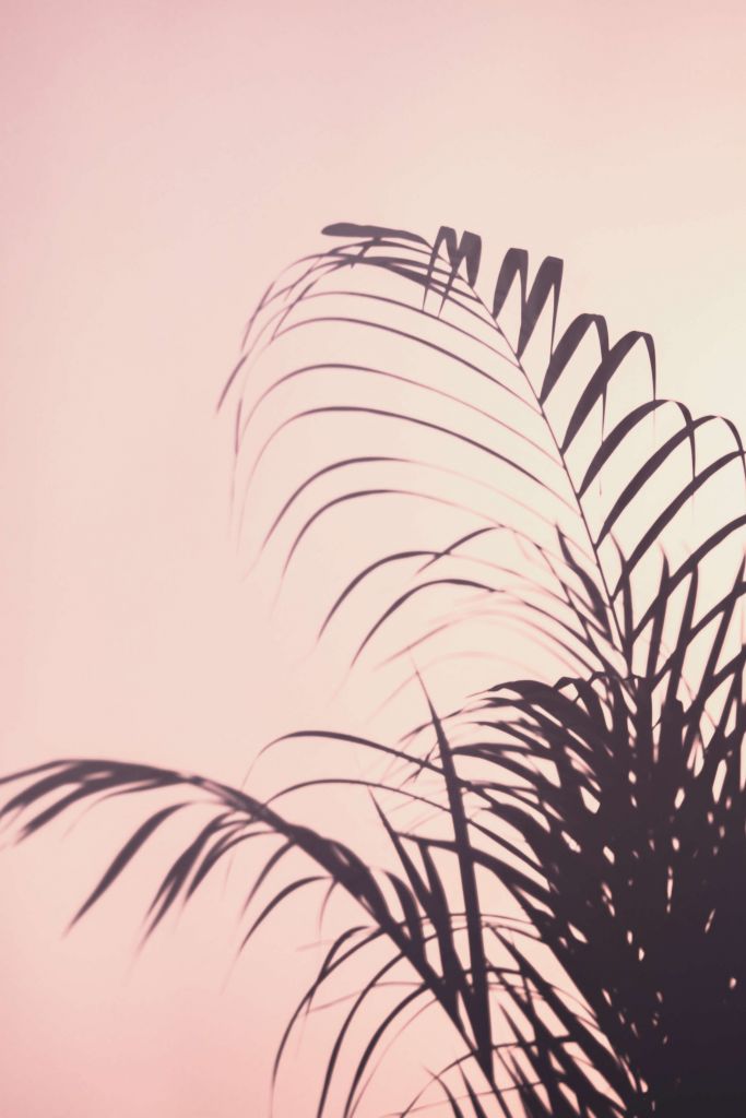 Palm Leaves