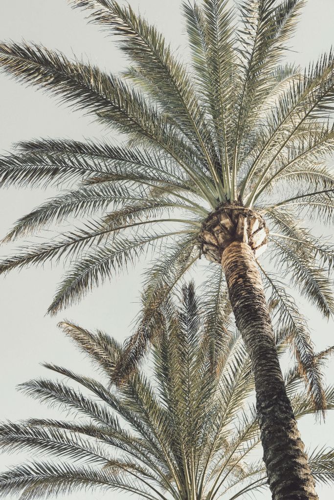 Palm in sun
