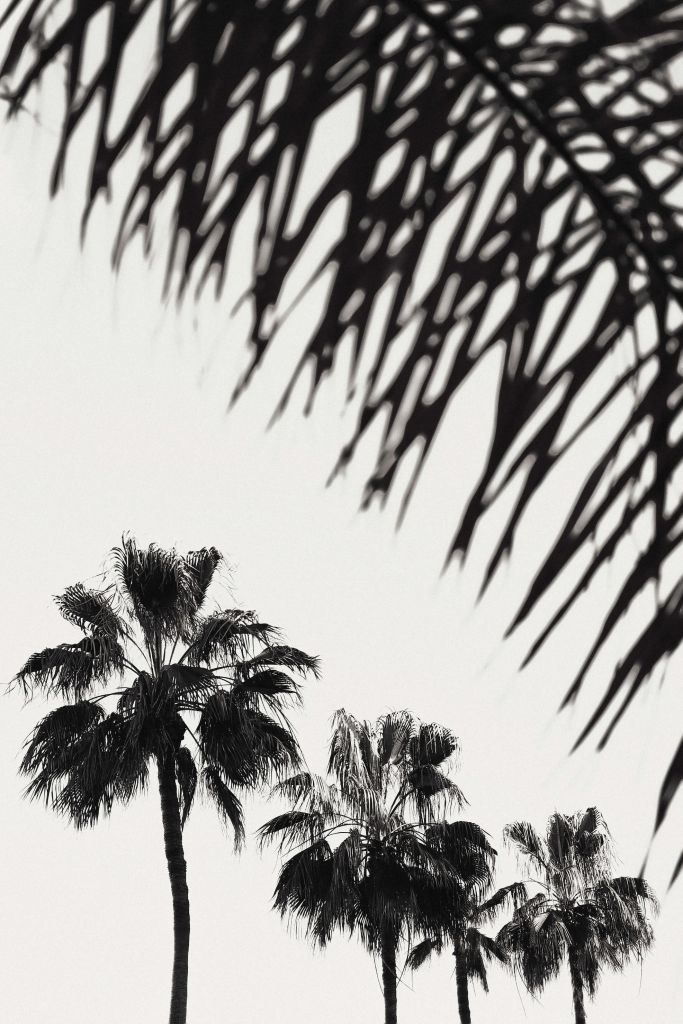 Palmtrees
