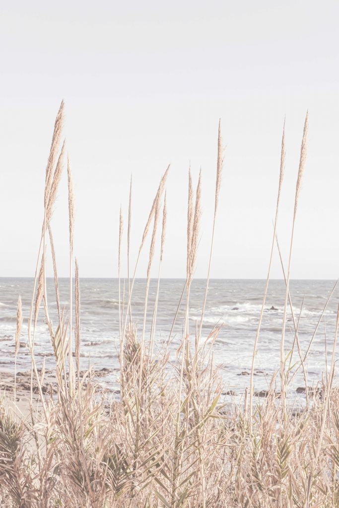 Beach reed