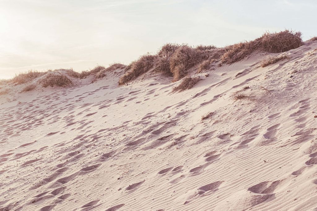 Beach dunes