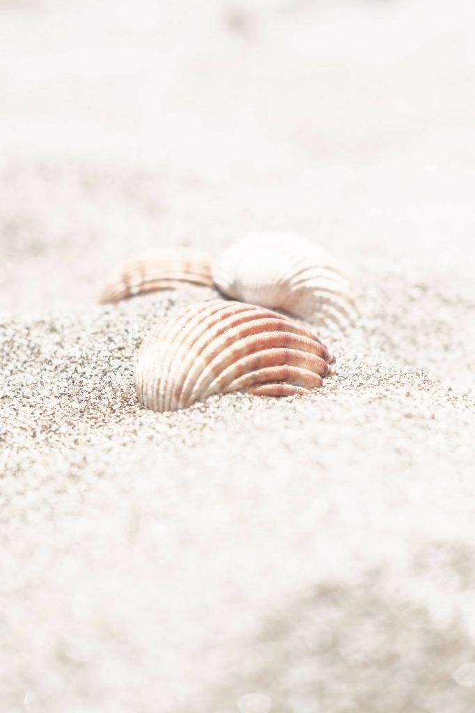 Beach Shells