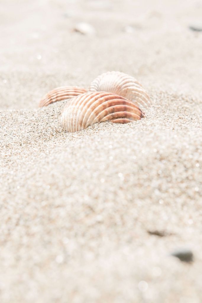 Shells on beach