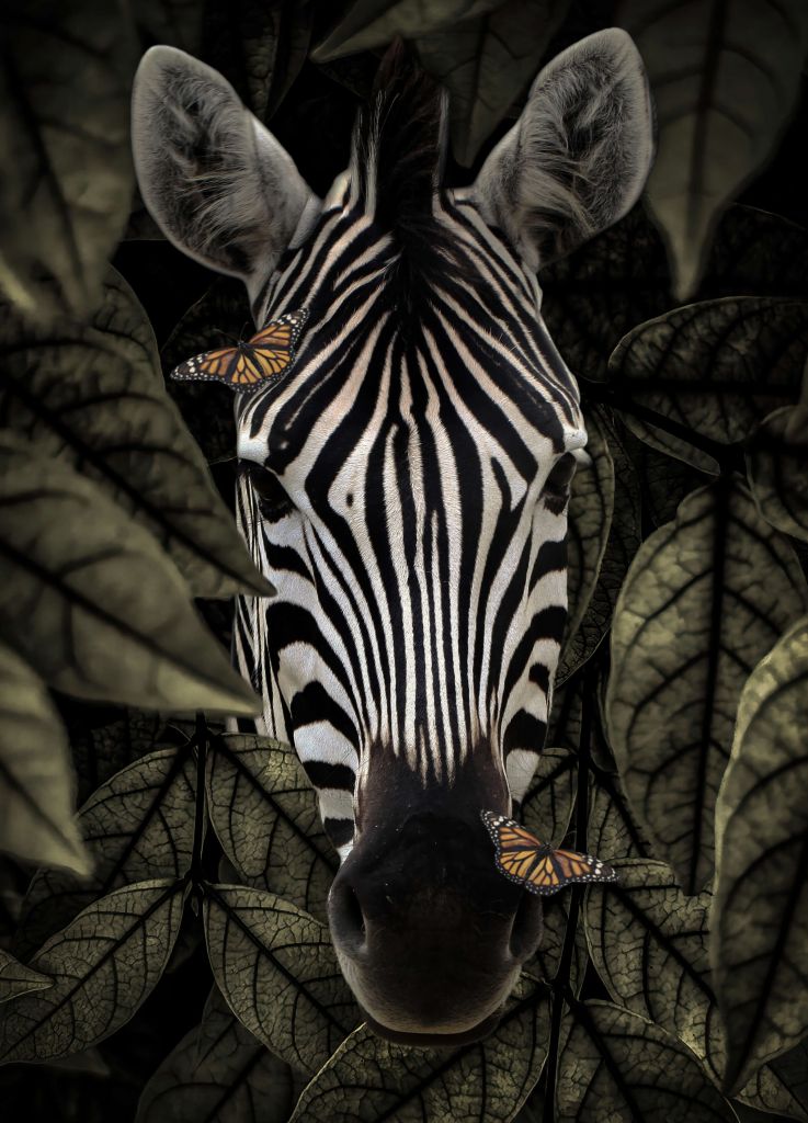 Jungle Zebra Portrait