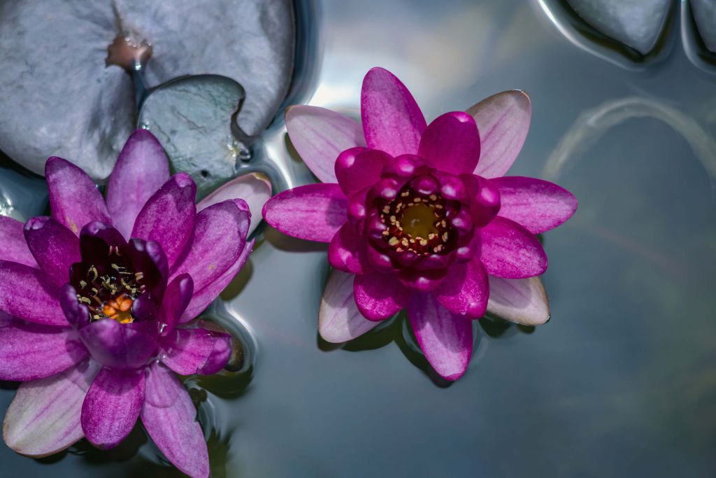 Pink lotus flower in the water
