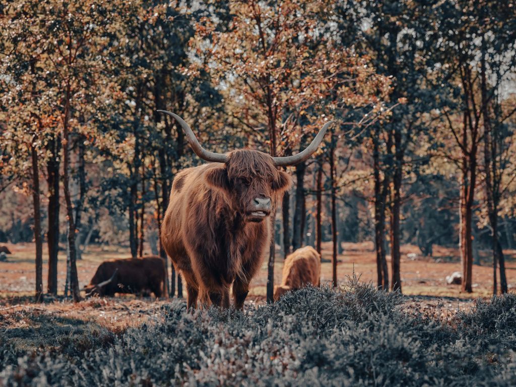 Scottish highlander at the edge of the forest