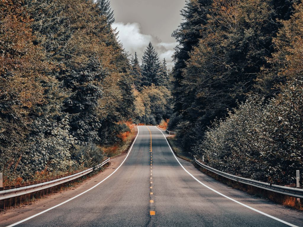 Forest along an American road