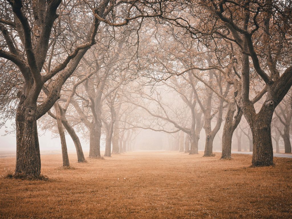 Row of old trees