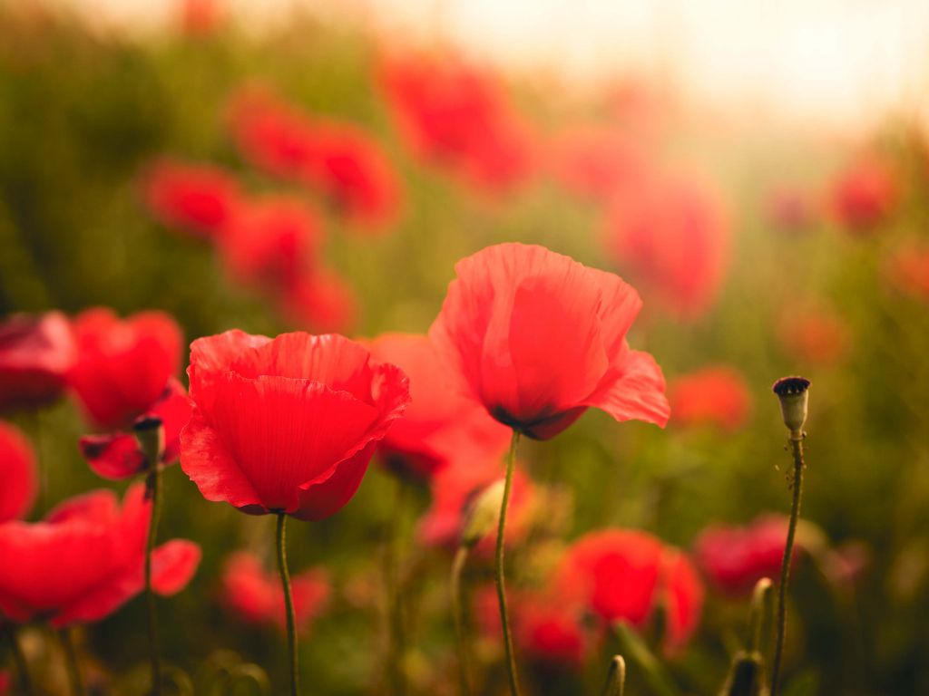 Poppies at sunrise