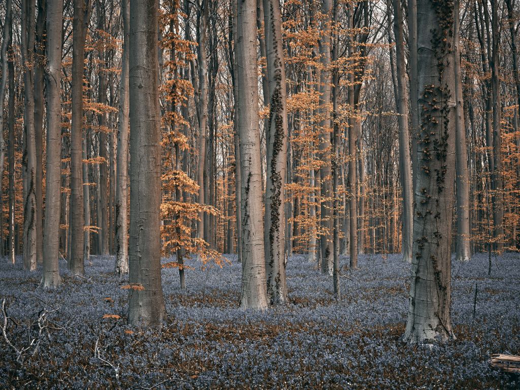 Forest with pastel shades