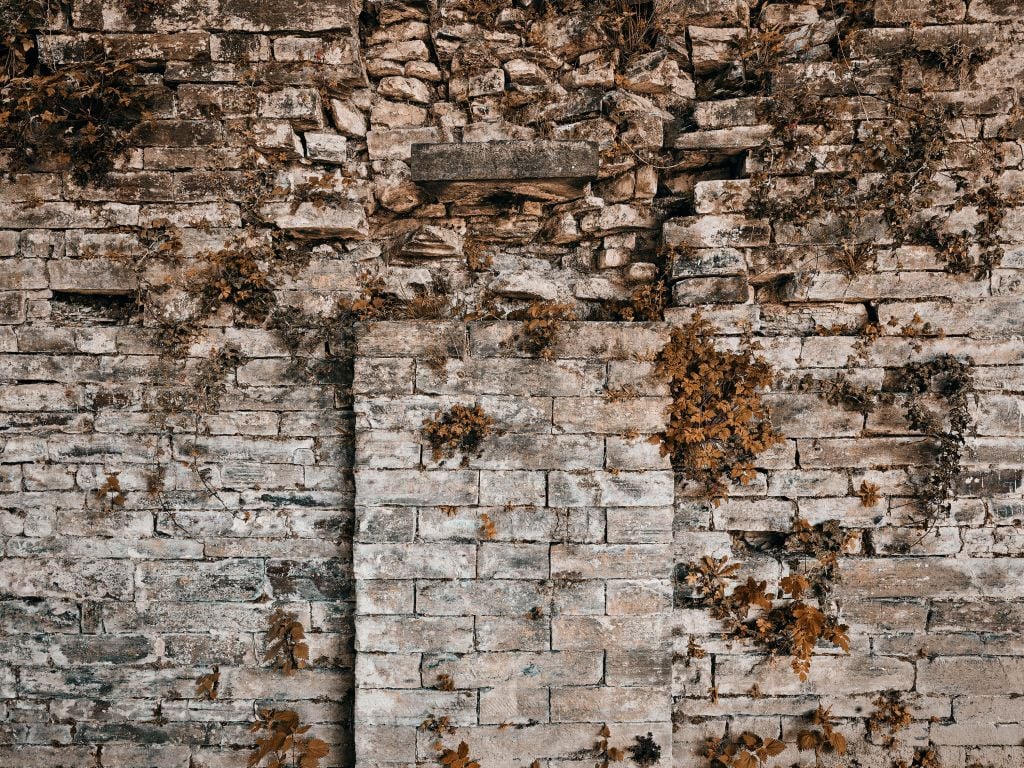 Vegetated wall in autumn