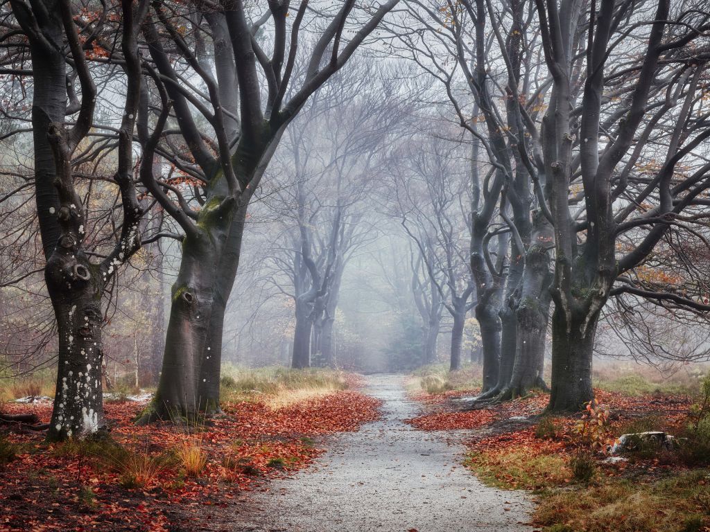 Trees in the forest