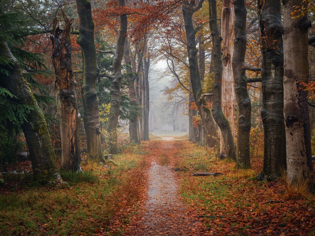 Forest path with old trees