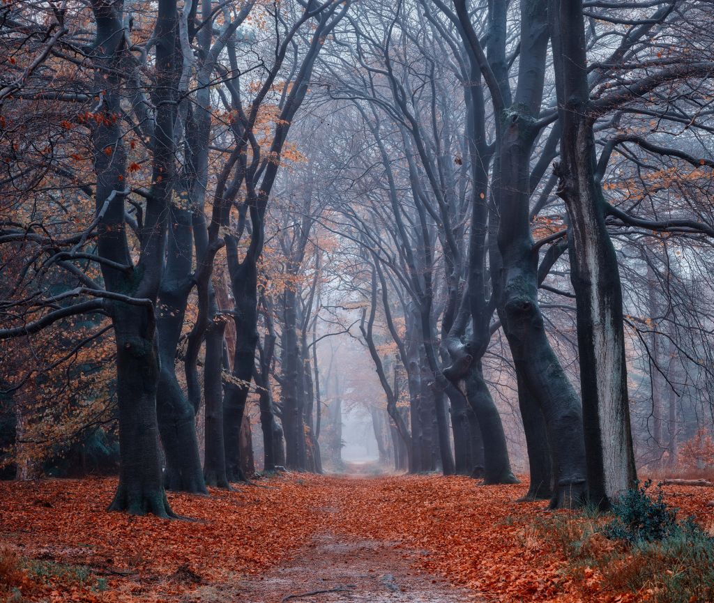 Forest path with leaves