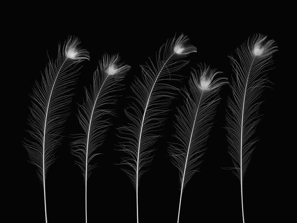 White peacock feathers