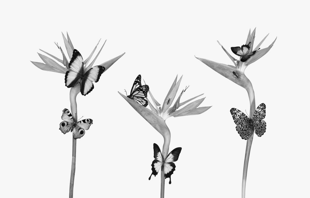 Butterflies on bird of paradise flowers