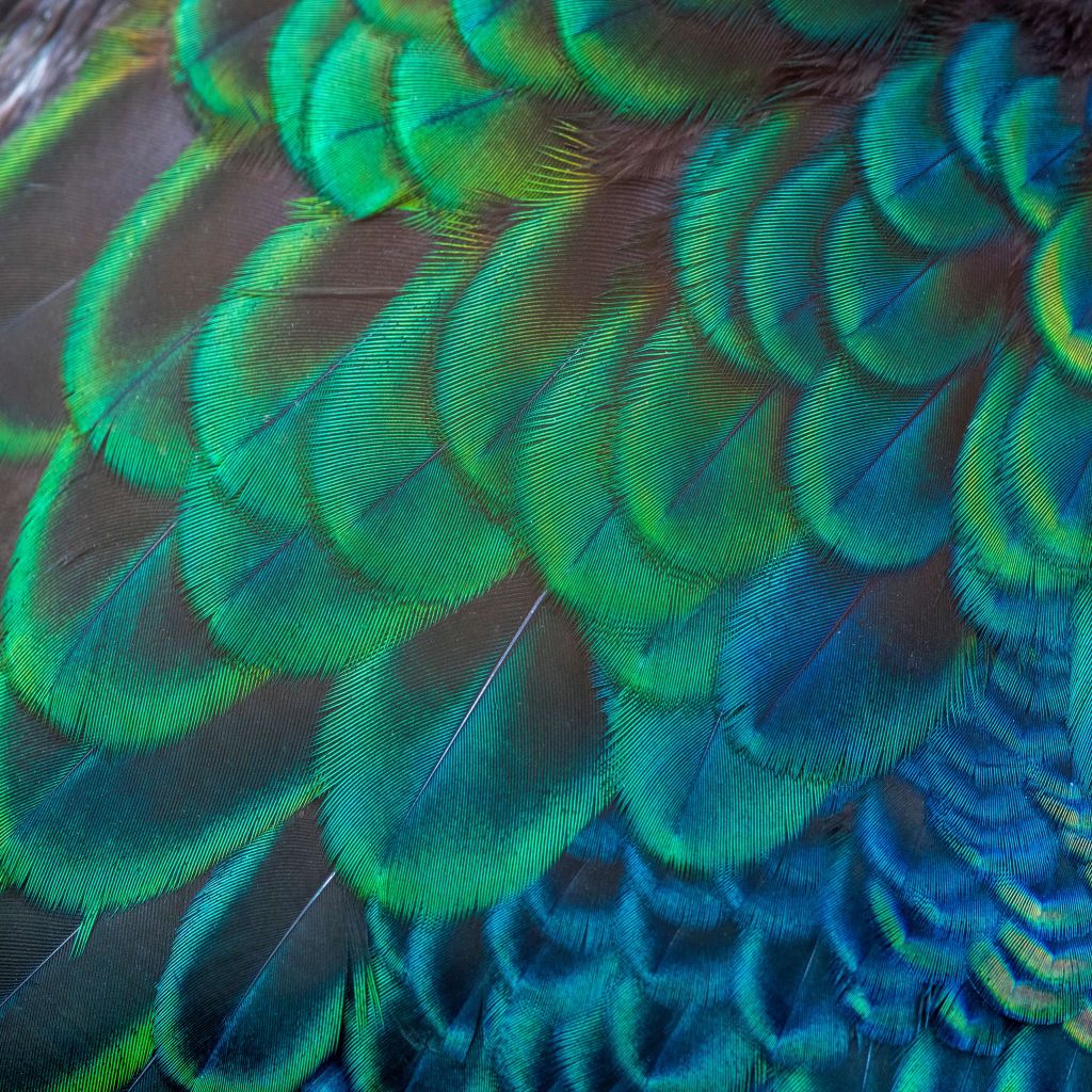 Close-up of peacock feathers