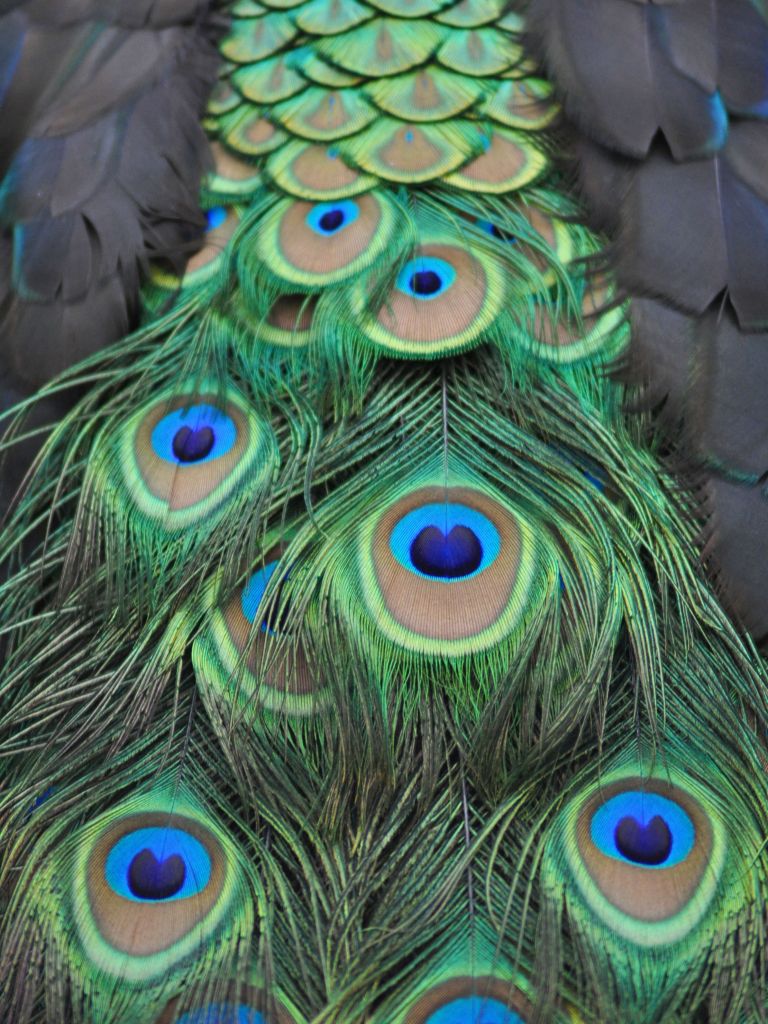 Peacock feathers in detail