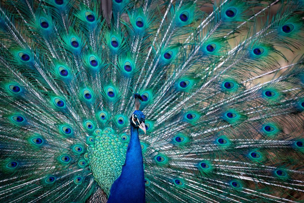 Blue peacock