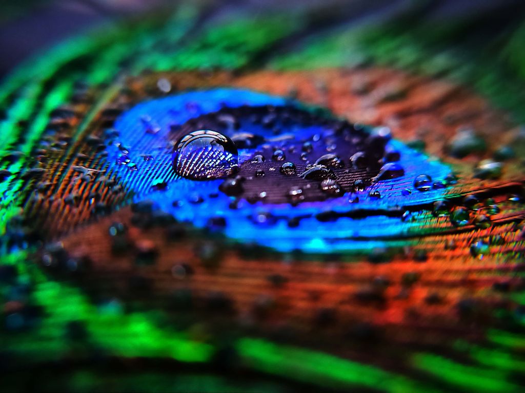 Close-up wet peacock feather