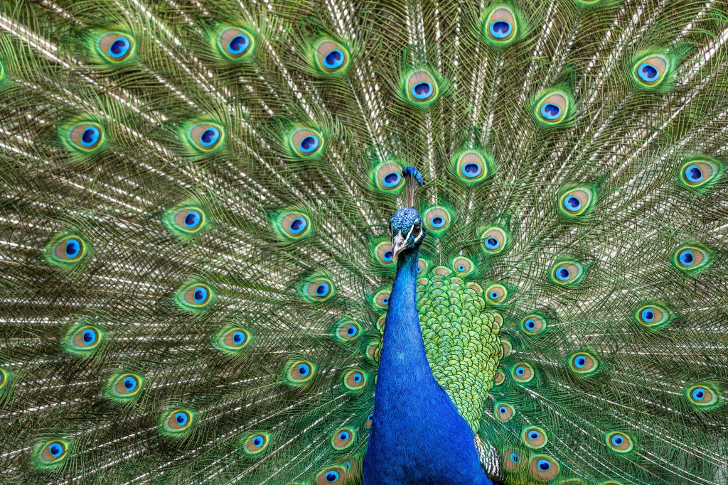 Peacock with dilated feathers