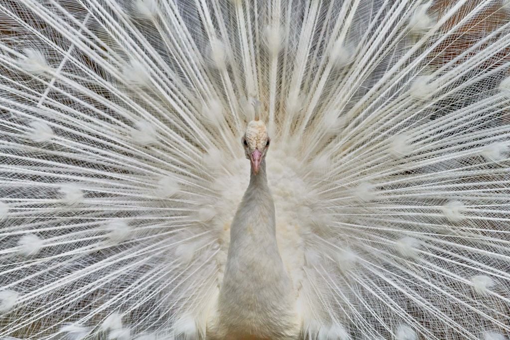 White peacock