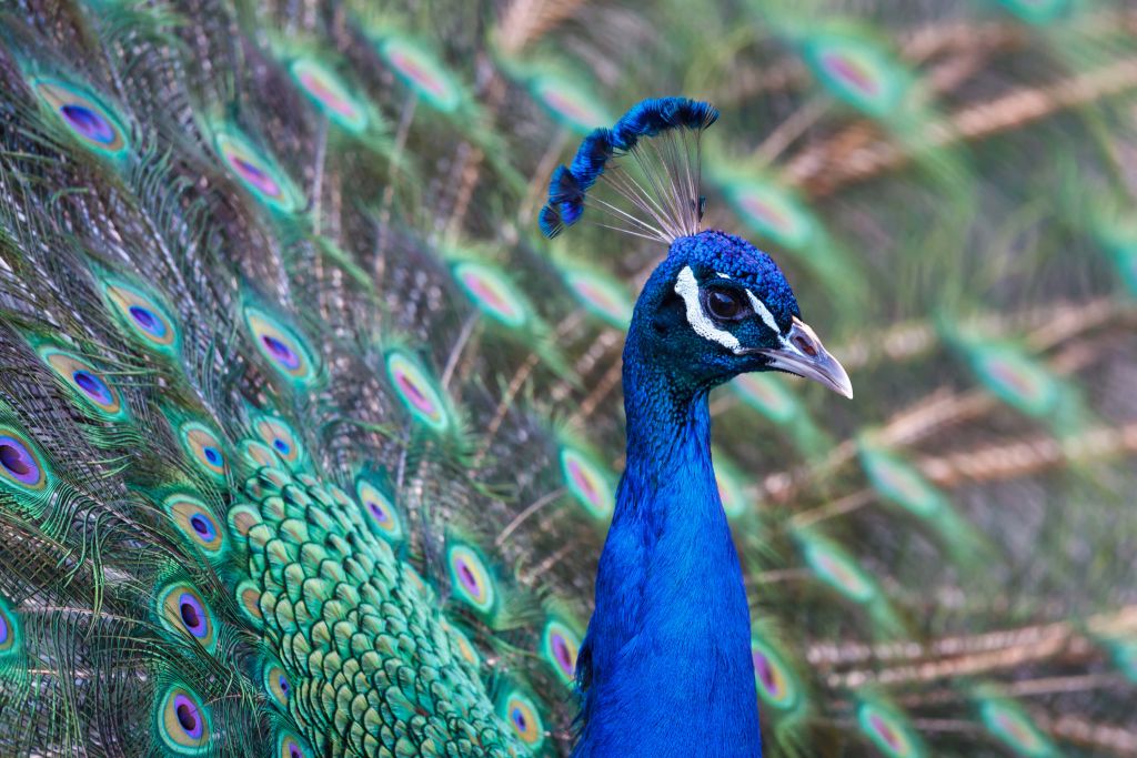 Male peacock