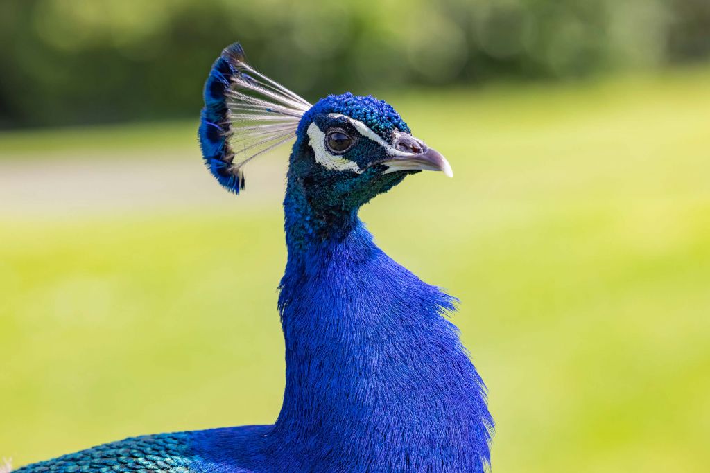 Close-up of blue peacock