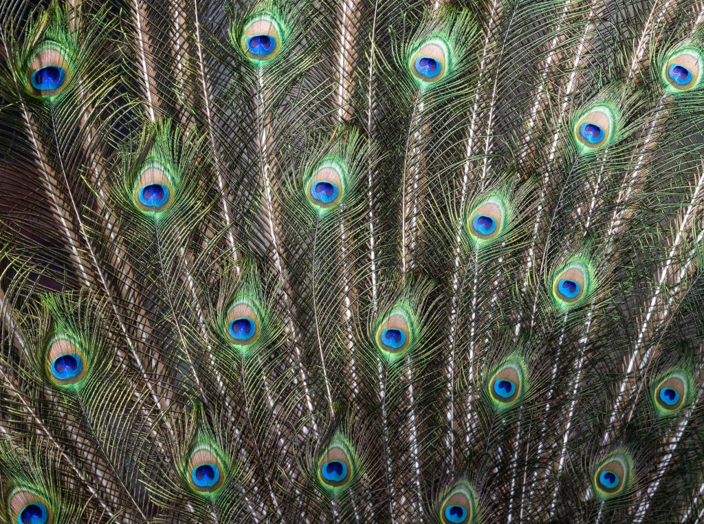 Open peacock feathers